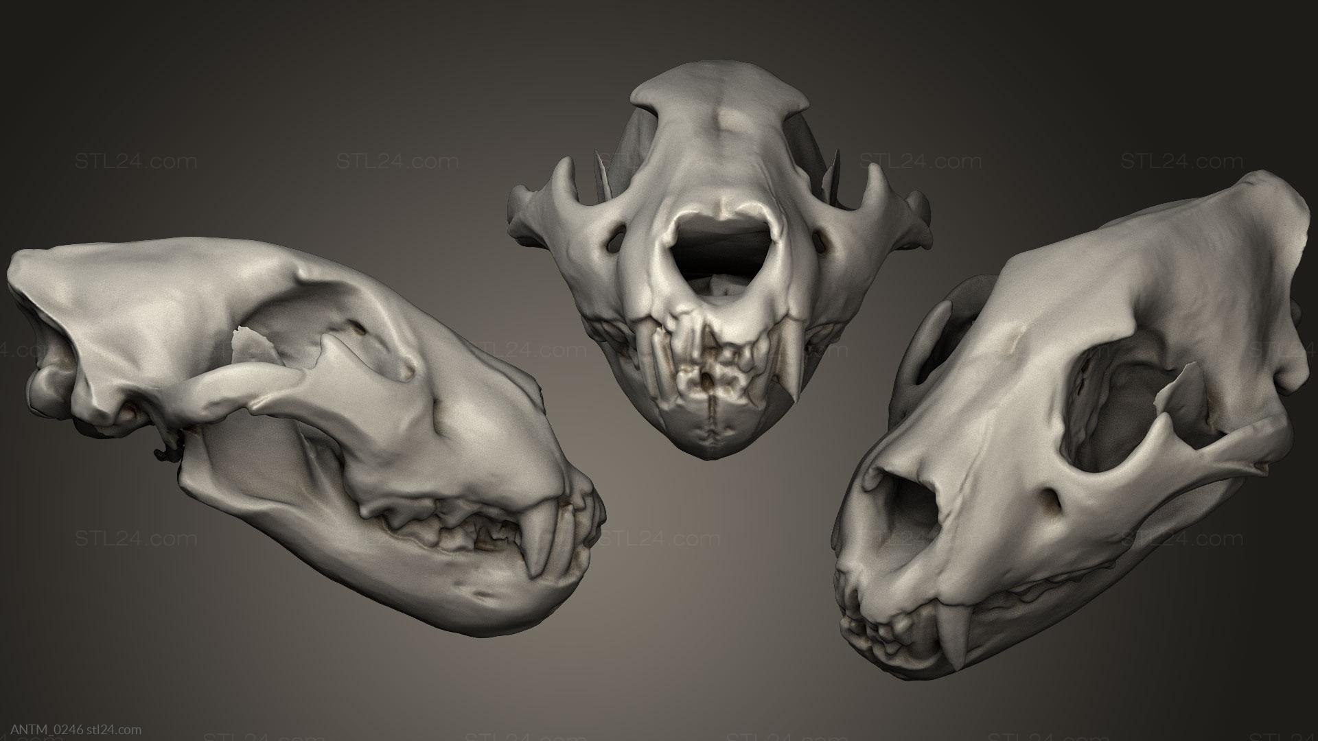 Anatomy of skeletons and skulls - Animal Skulls 0219, ANTM_0246. 3D stl  model for CNC